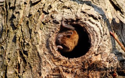 Bats Coming Home to Roost