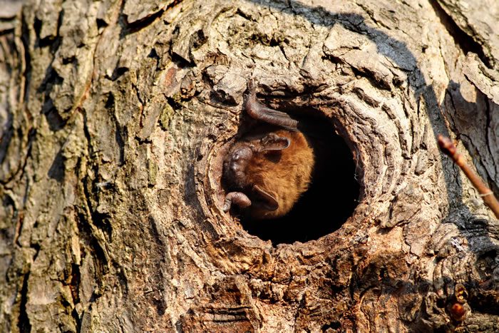 Bat in Tree