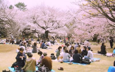 Hanami – Celebrating Cherry Tree Blossom