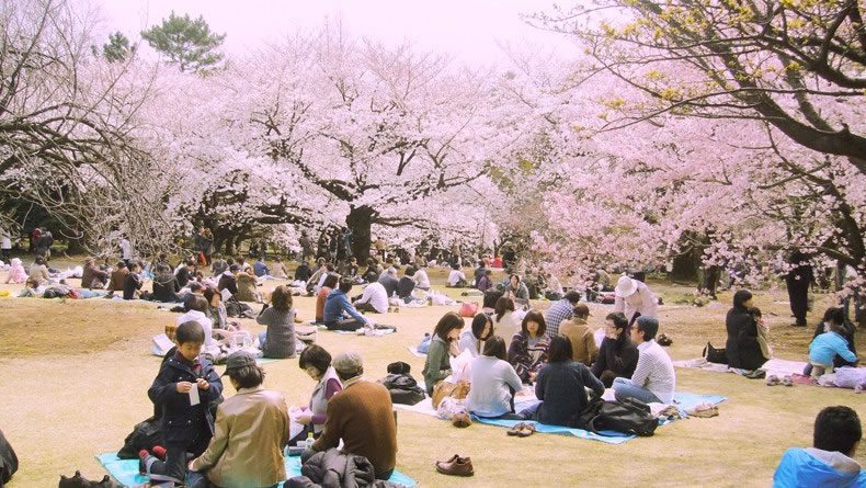 Hanami – Celebrating Cherry Tree Blossom