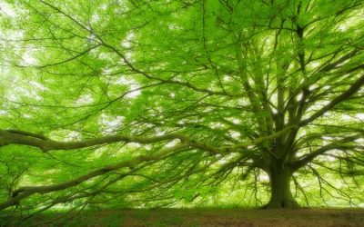 The Fern Leaved Beech