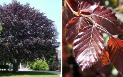 Oxfordshire Tree Pruning