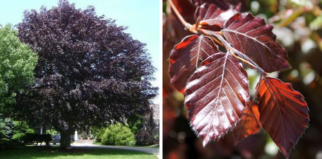 Oxfordshire Tree Pruning