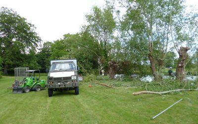 Pollarding Willow Trees in Oxford