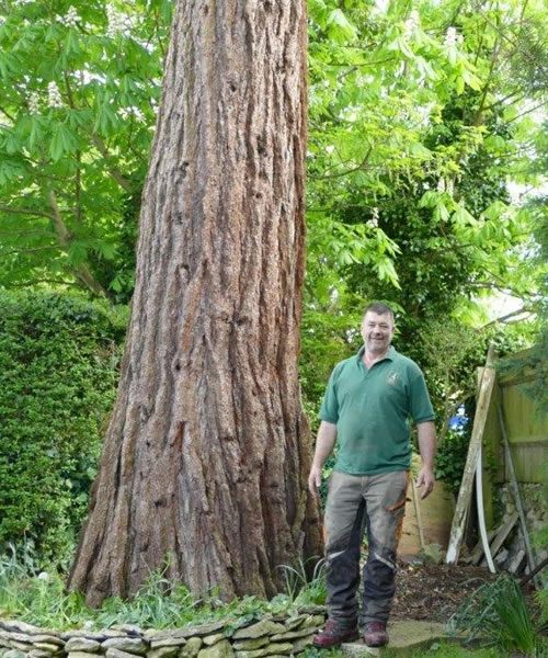 Tree felling in Wheatley