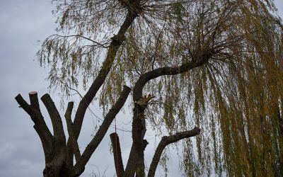 Tree Pollarding in South Bucks