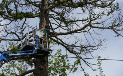 Redwood Tree Felled In Wheatley Due To Lightning Strike