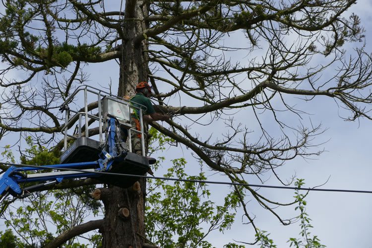 Tree removal in Wheatley, Oxfordshire following lightening strike