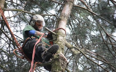 What is a Tree Surgeon?