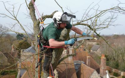 Tree Surgery Work in Long Crendon, Bucks