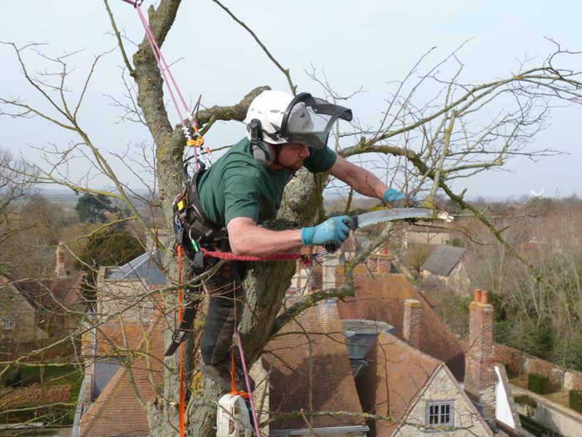 Tree Surgery Work in Long Crendon, Bucks