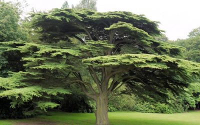 The Cedar of Lebanon