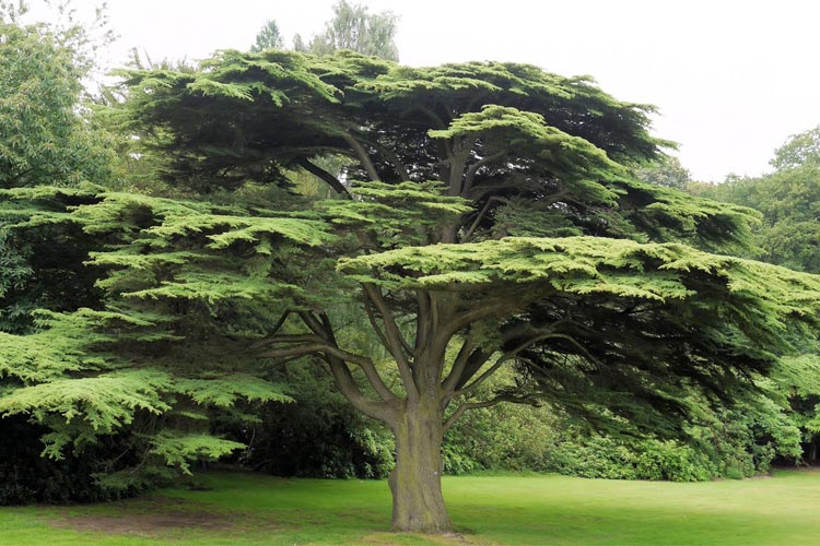 Cedar of Lebanon in Oxfordshire