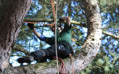 The Best Time of Year for Pruning Trees