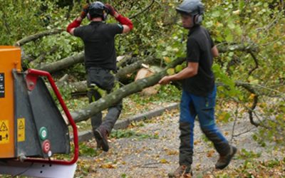 Tree Clearance at site in Oxford