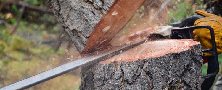 Tree felling service Bicester