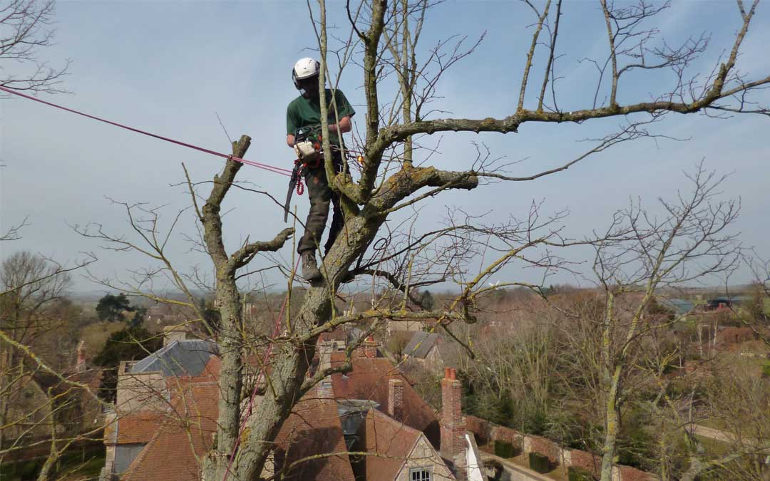 Tree service being completed in Bicester and Wallingford