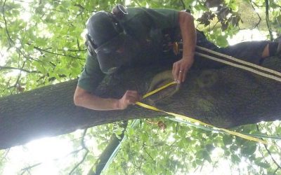 Tree Services Information (Part 2)