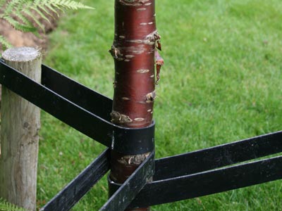 Tree planting for tree service work in Aylesbury