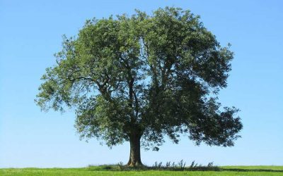 The Ash Tree