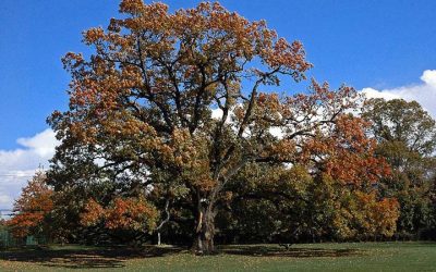 The English Oak