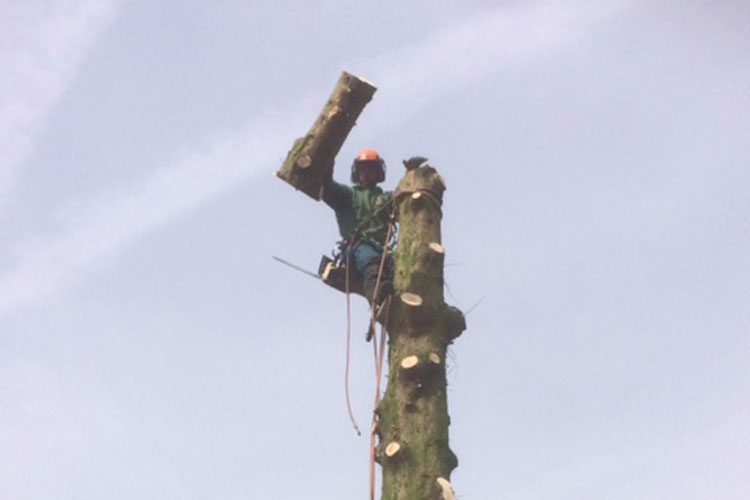 Tree services in Chinnor