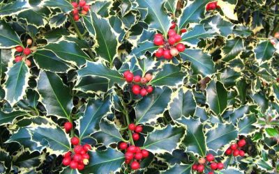 The Holly Tree