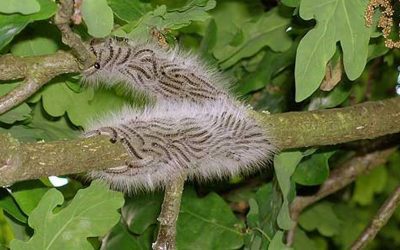 OPM (Oak Processionary Moth) Management