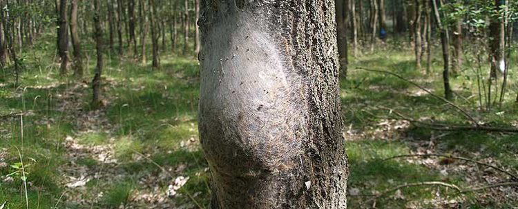 oak moth management on oak trees Buckinghamshire