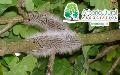 Arboricultural Association’s Approved OPM Specialists