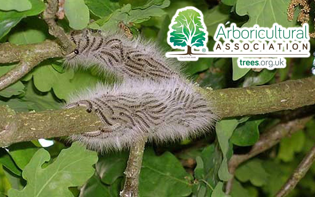 Oak Processionary Moth Management Specialist Oxfordshire & Buckinghamshire