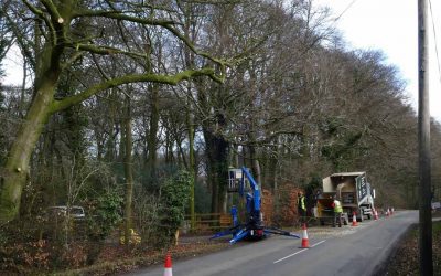 Roadside Tree Safety Works