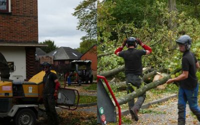 Tree Site Clearance Witney