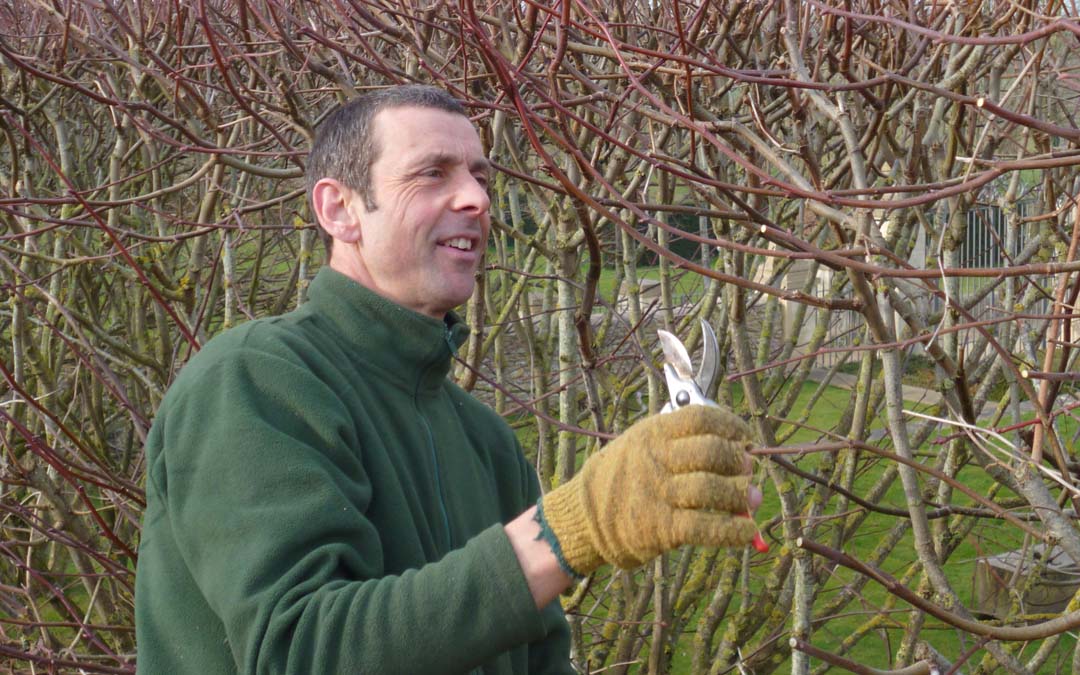 John professional tree surgeon