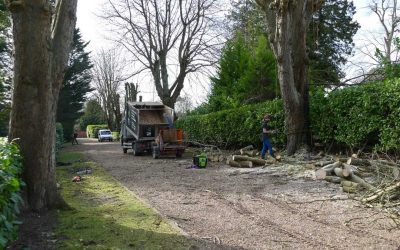 Tree Surgery in Aylesbury