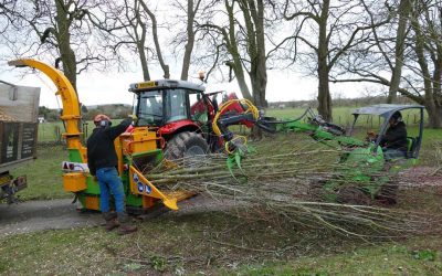 Tree Surgery in Kidlington