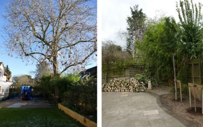 Felling & Replacement of a Protected Ash Tree in Long Crendon, South Bucks