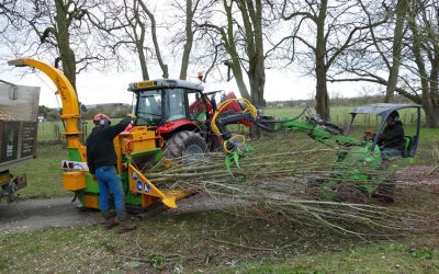 Tree Felling and Removal near Princes Risborough