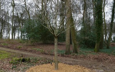 Large Tree Planting Job on Chinnor Hill in Oxfordshire