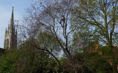 Expert Pruning for Champion Judas Tree in Marlow