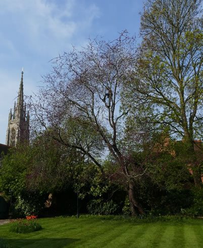 Expert Pruning for Champion Judas Tree in Marlow