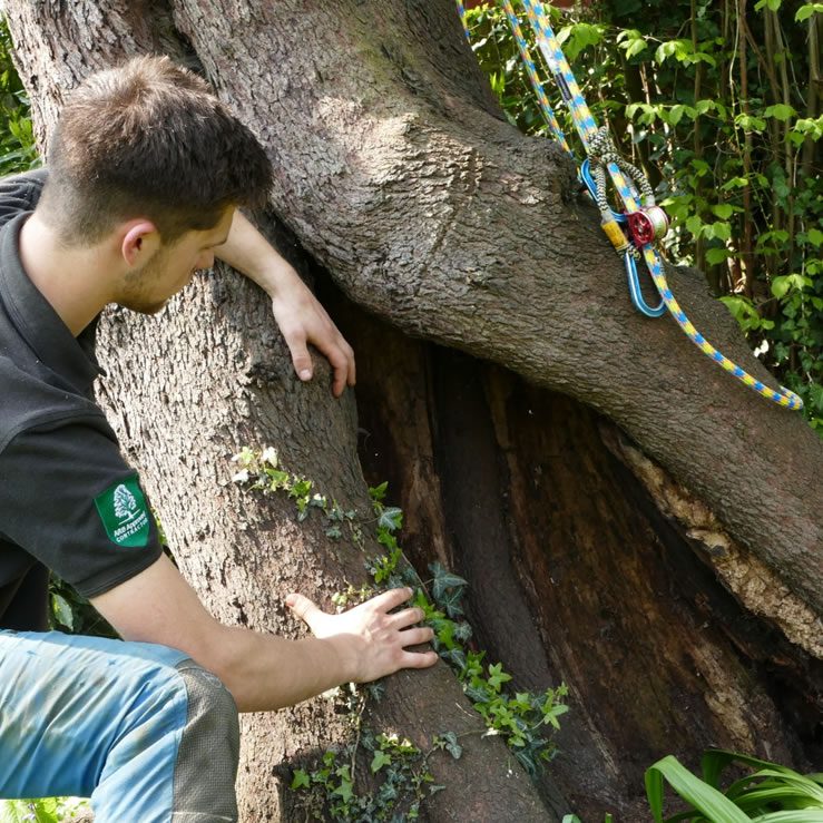 Marlow tree pruning