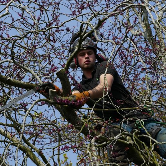 Tree pruning in Marlow, South Oxfordshire