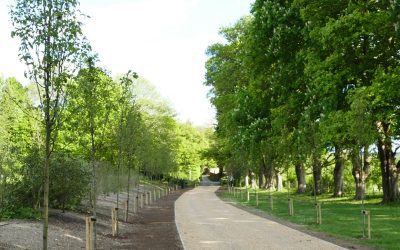 Planting To Create Beautiful Tree Lined Avenue At A Property Near Thame