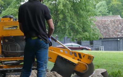 Beech Tree Stump Removal In Watlington