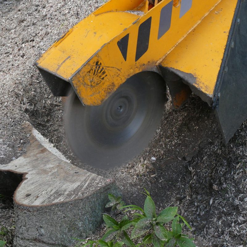 Watlington Beech Tree Stump Removal