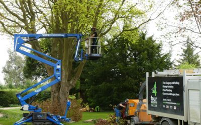 Tree Surgery For Large Cappadocian Maple In Princes Risborough