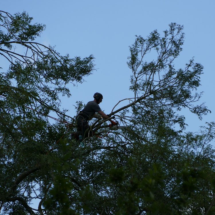 Ash Tree Crown Reduction In Haddenham