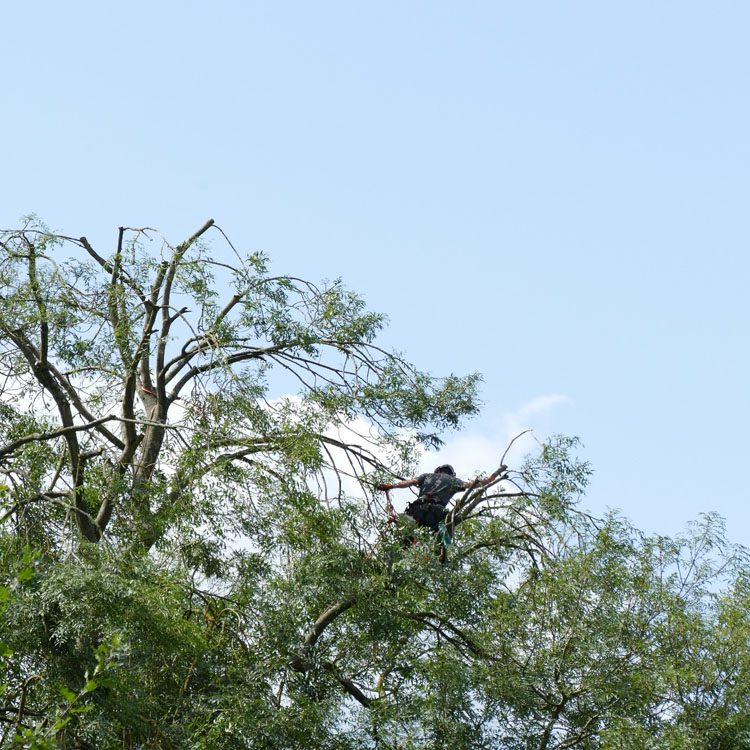 Ash Tree Crown Reduction In Haddenham, Bucks