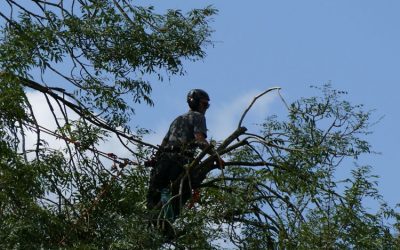 Crown Reduction For An Ash Tree In Haddenham